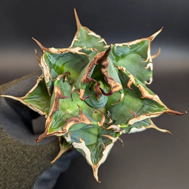 台湾産】アガベ チタノタ 鬼之刃 OC | SAWAFARM