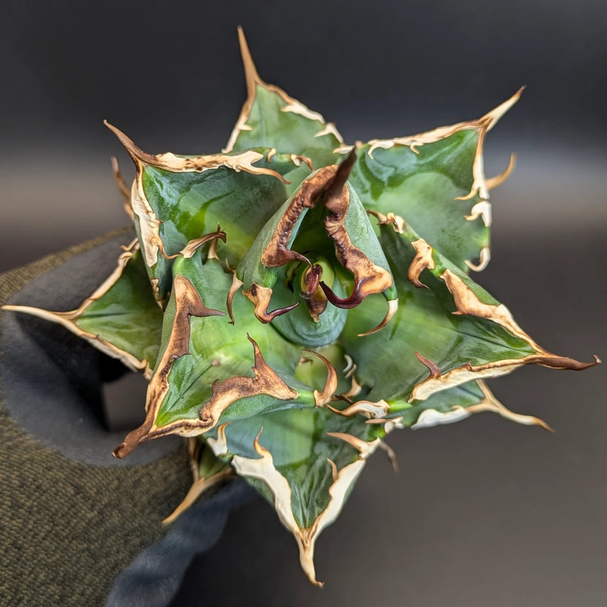 台湾産】アガベ チタノタ 鬼之刃 OC | SAWAFARM