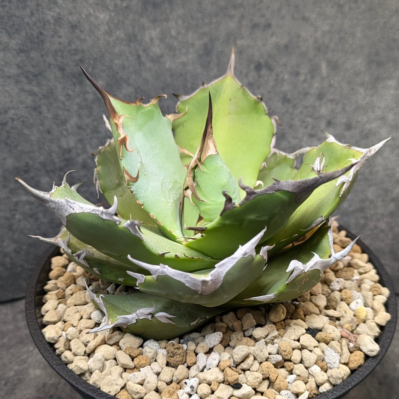 アガベ　チタノタ　夜燕　子株 夜燕