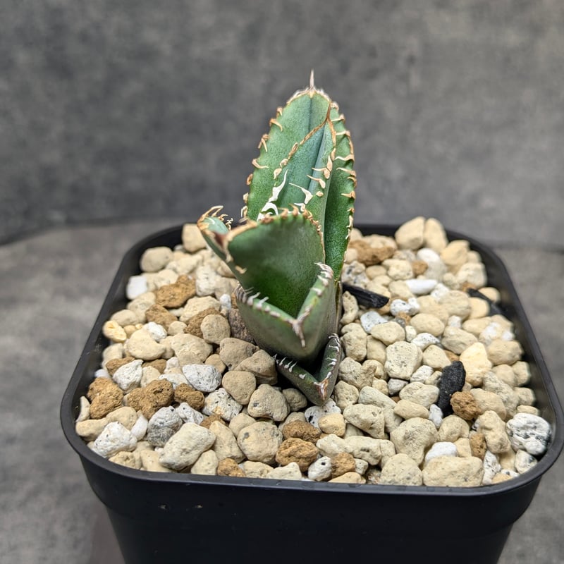 アガベ チタノタ 巨歯鯊 TC | SAWAFARM