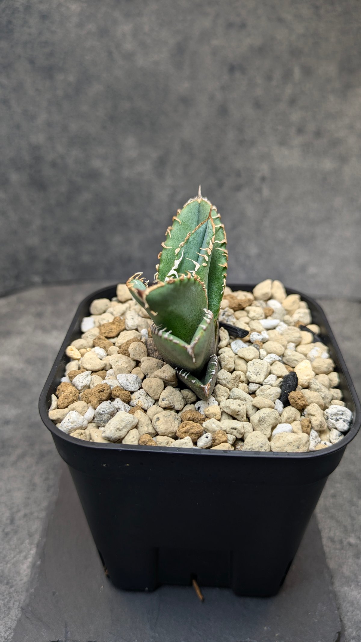 アガベ チタノタ 巨歯鯊 TC | SAWAFARM