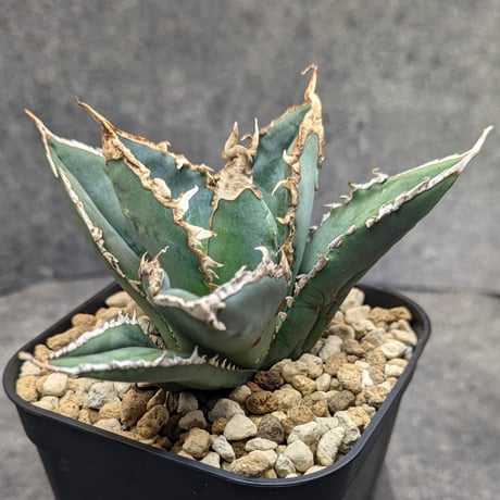 アガベ　チタノタ　狼人　鉢付き アガベ チタノタ 狼人錦 中斑錦 Agave titanota were wolf White