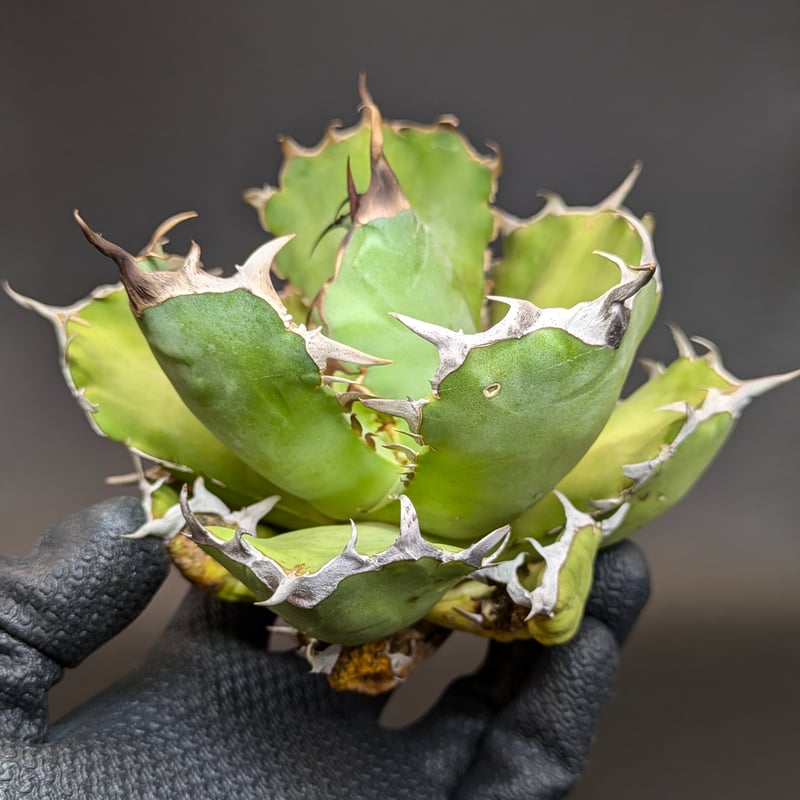 アガベ 銀狐×姫厳龍 子株