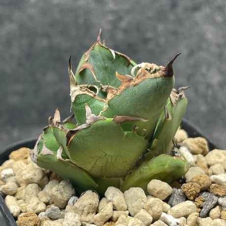 アガベ螃蟹 | STORES