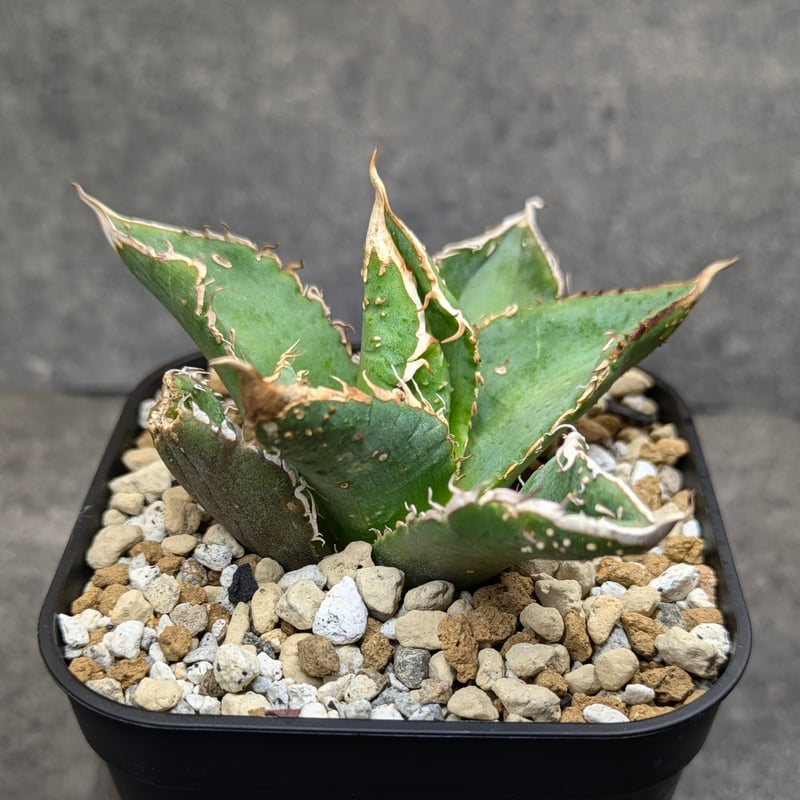 アガベ　チタノタ　豆豆龍　【鉢付き】 アガベ チタノタ 豆豆龍 TC | SAWAFARM