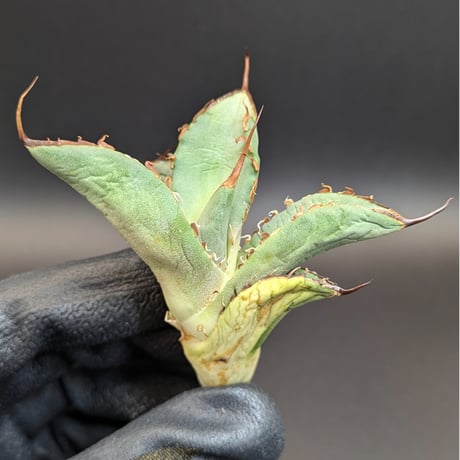 アガベ　巨獣 DRAGON AGAVE】アガベ 巨獣 EC19 – TaiShoDo ONLINE SHOP