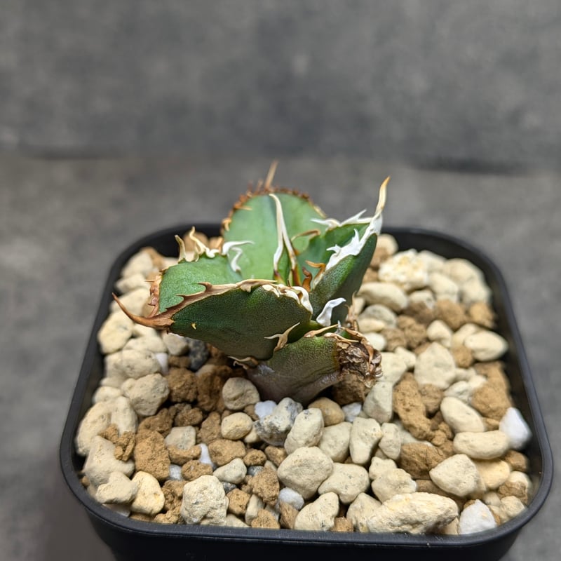 台湾産】アガベ チタノタ 鬼之刃 OC | SAWAFARM