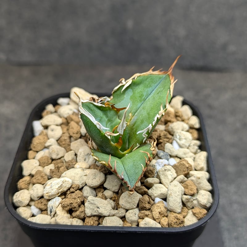 【極上最高級株】感謝祭！発根済み！大きめオリザバ①アガベ　OC株 極上最高級株】感謝祭！発根済み！大きめオリザバ①アガベ OC株 極上