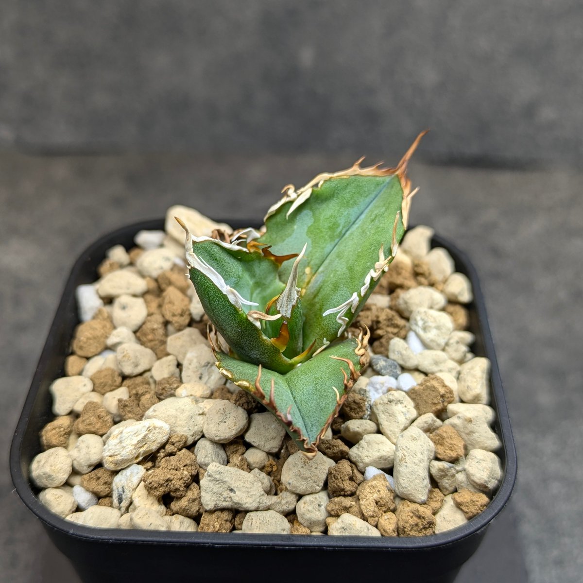 アガベ チタノタ 鬼之刃 アガベ チタノタ 鬼之刃 多肉植物 SAWAFARM【サワファーム】 通販