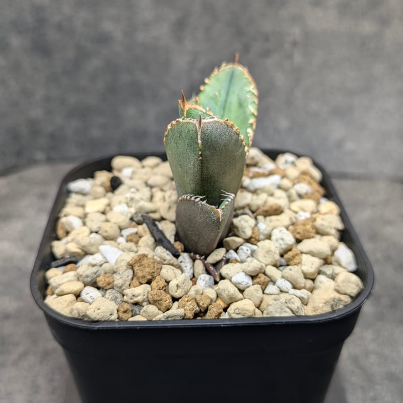 アガベ チタノタ 巨歯鯊 TC | SAWAFARM