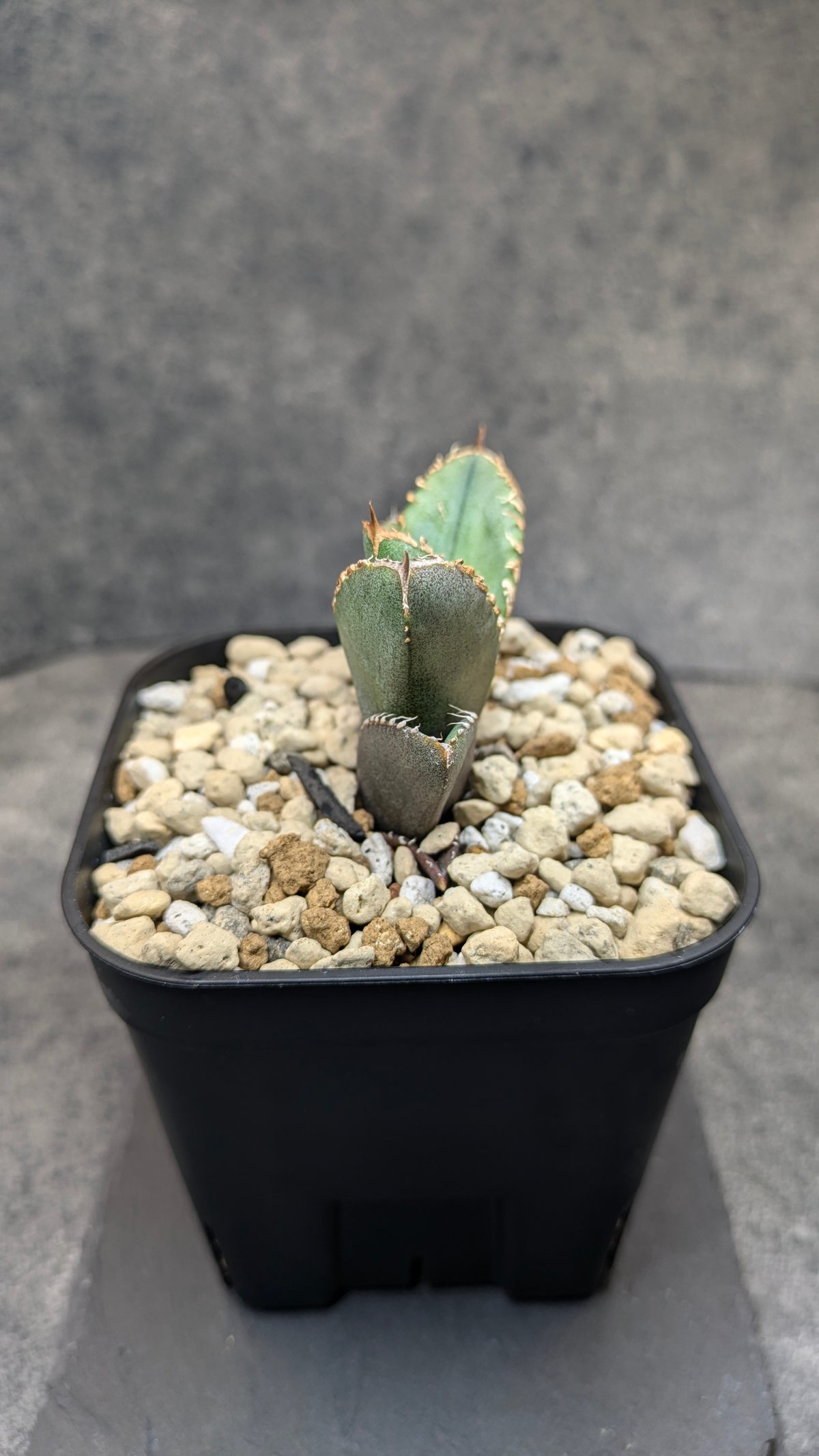 アガベ チタノタ 巨歯鯊 TC | SAWAFARM