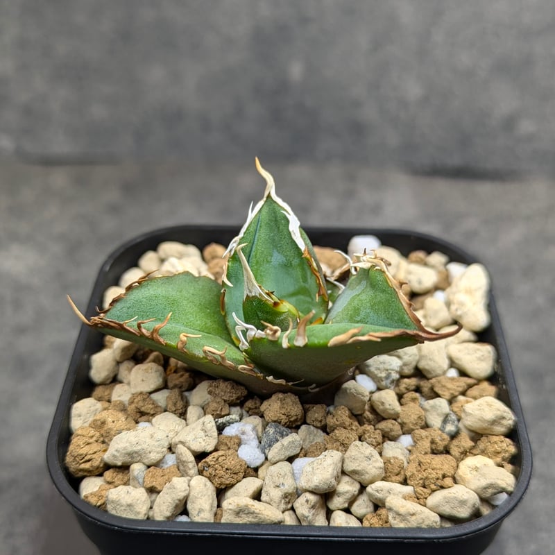 アガベ　チタノタ　暁？ 台湾産】アガベ チタノタ 鬼之刃 OC | SAWAFARM