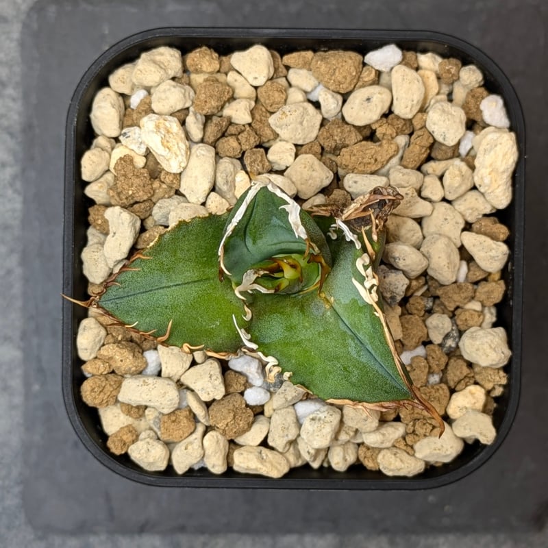 台湾産】アガベ チタノタ 鬼之刃 OC | SAWAFARM