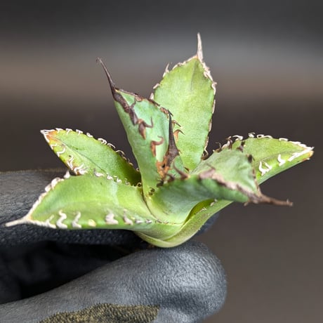 アガベ　狂戦士 アガベ 狂戦士 | アガベ | 塊根リーダーズ オンラインショップ