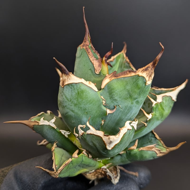 台湾産 中株 蠻牛 バンギュウ アガベ チタノタ OC 発根済み 台湾産 中株 蠻牛 バンギュウ アガベ チタノタ OC 発根済み アガベ