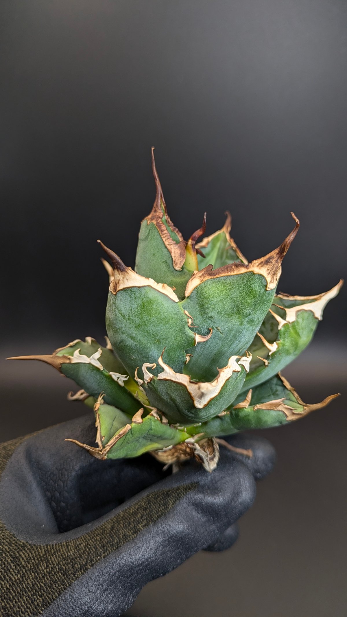 期間限定価格 アガベ チタノタ UFO ① 希少 台湾産 OC株 A-092 特選 アガベ チタノタ 台湾産 UFO 極上強棘 極上優良株 優良血統