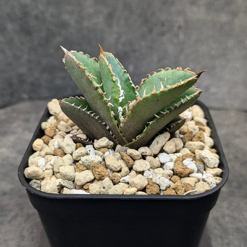 アガベ チタノタ 巨歯鯊 TC | SAWAFARM