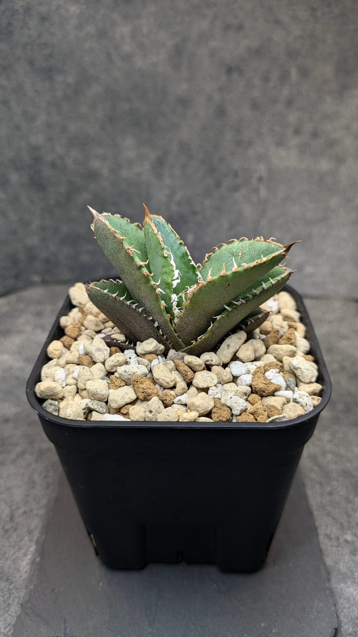 【goodtaniku】アガベ　激熱小籠包産巨歯鯊 カキコ　発根済 goodtaniku】アガベ 激熱小籠包産巨歯鯊 カキコ 発根済 goodtaniku】