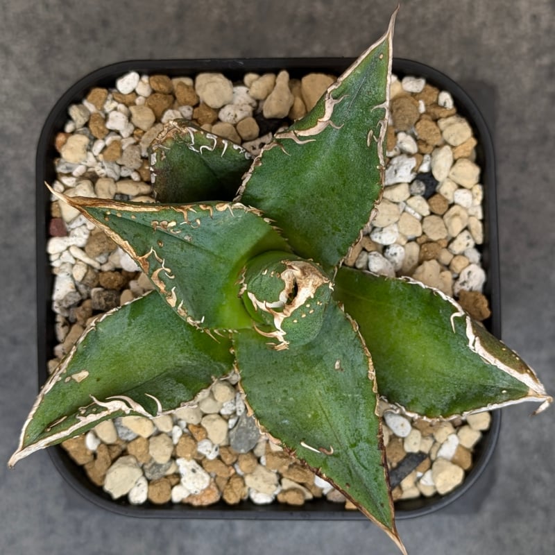 アガベ チタノタ 豆豆龍 TC | SAWAFARM