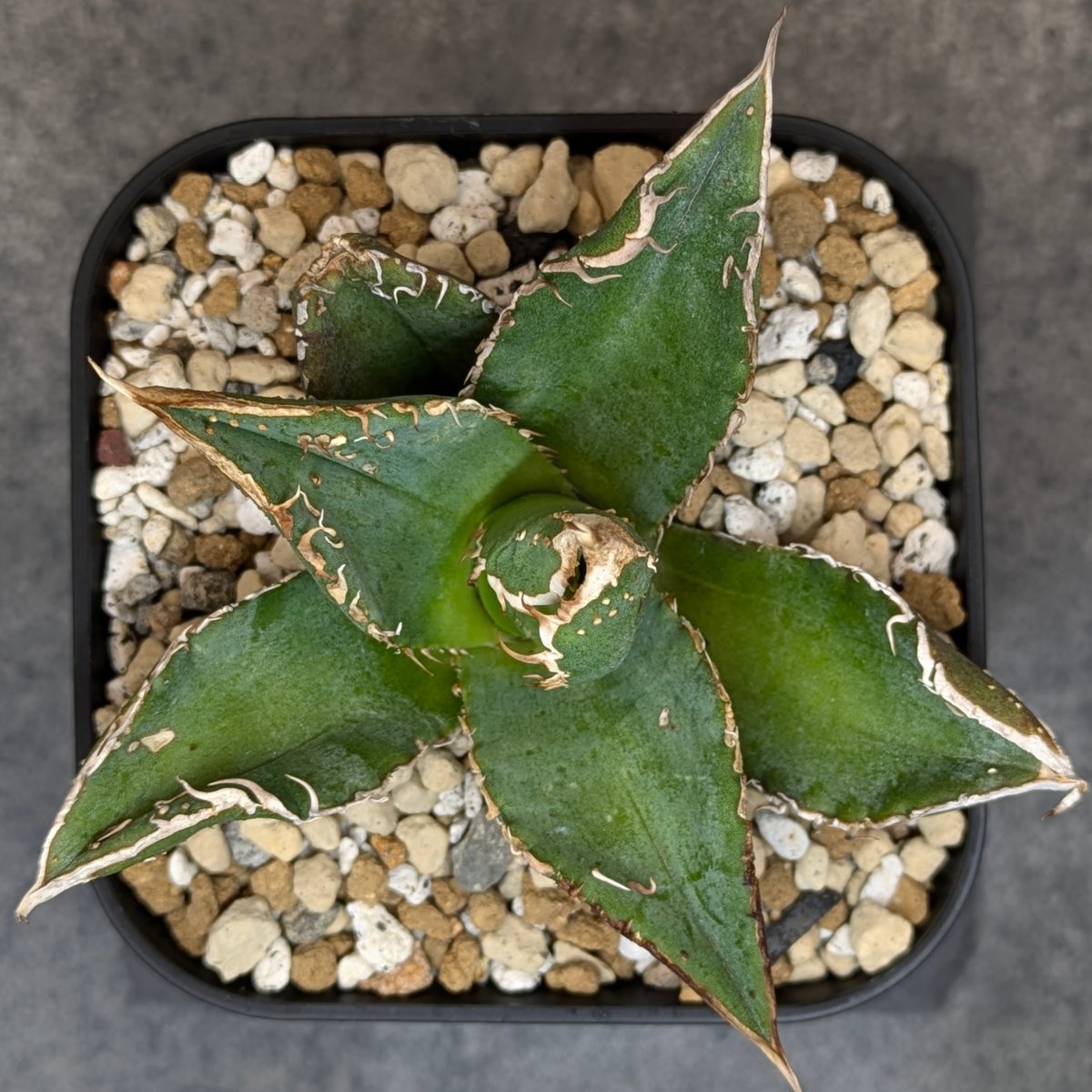 アガベ チタノタ 豆豆龍‼️成り株 アガベ チタノタ 豆豆龍 TC | SAWAFARM