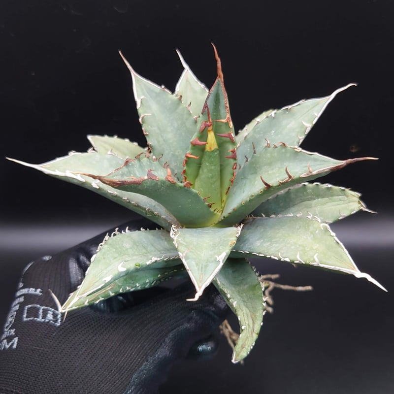 台湾アガベ チタノタ オテロイ 【公式通販】