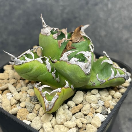 2株セット SAD＆魔丸 アガベ チタノタ オアハカ 2株セット SAD＆魔丸 アガベ チタノタ オアハカ 2株セット SAD＆