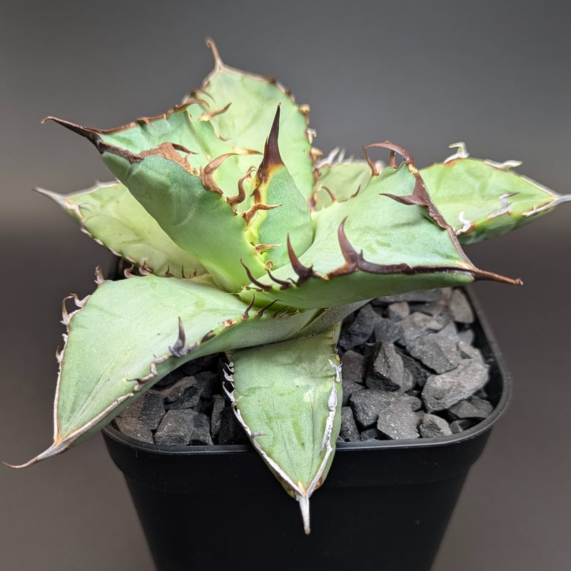 台湾産】アガベ チタノタ 鹽狗 OC | SAWAFARM