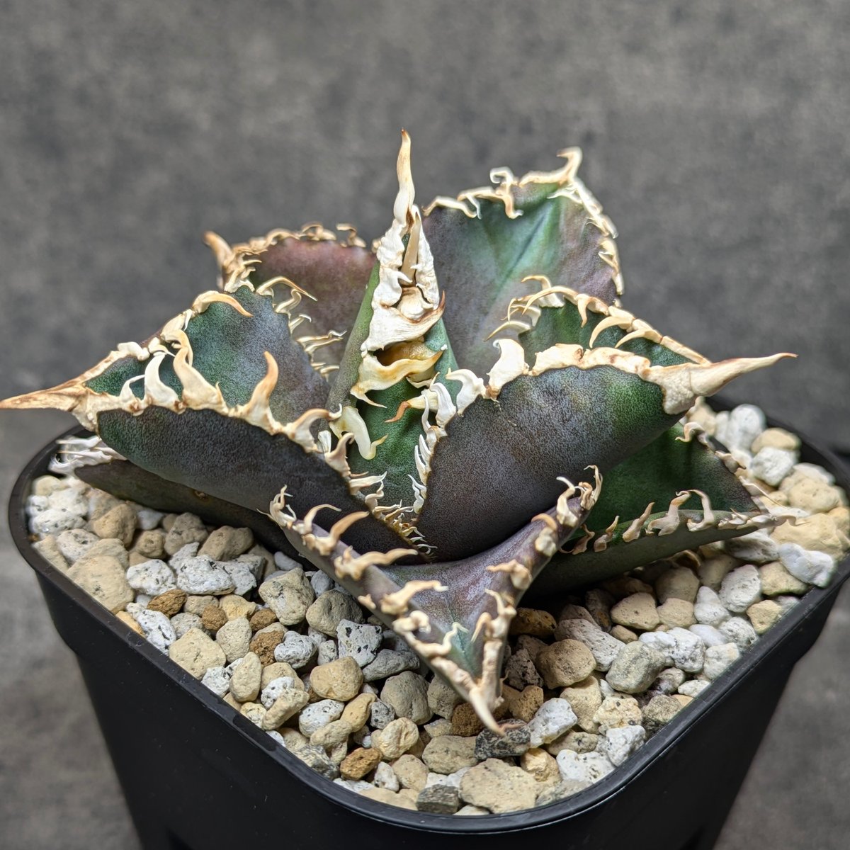 02 アガベ ベアバックライダー クレイジーホース黄中斑 チワワ食う