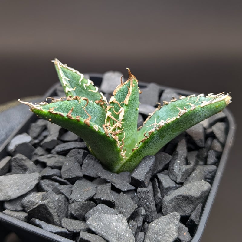 アガベ チタノタ 金蟾 TC | SAWAFARM