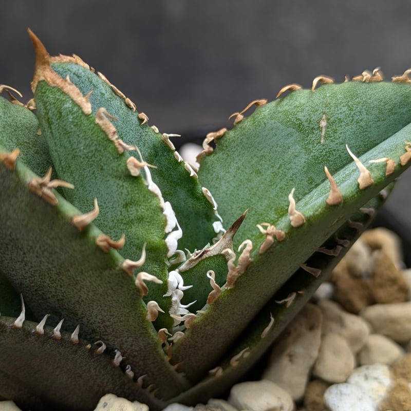 アガベ チタノタ 巨歯鯊 TC | SAWAFARM