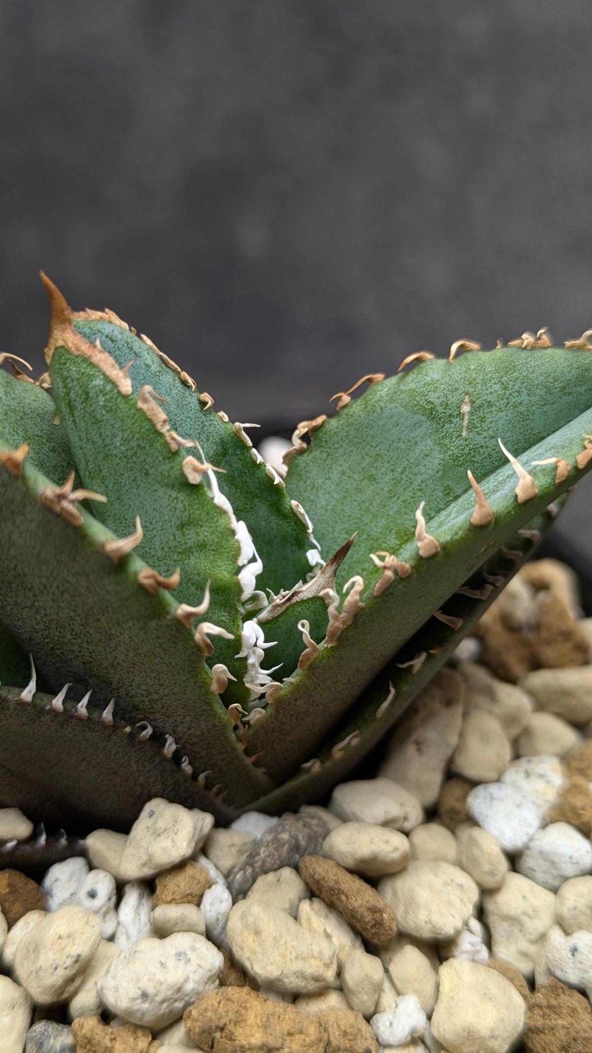 アガベ チタノタ 巨歯鯊 TC | SAWAFARM