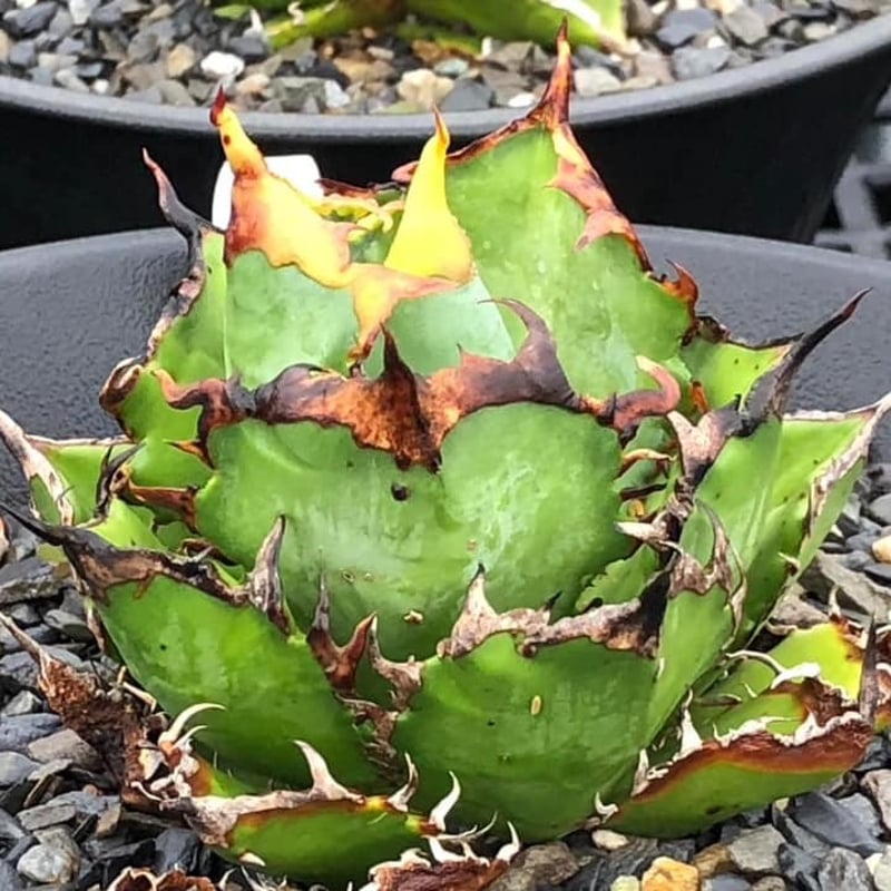 【極上最高級株】感謝祭！発根済み！大きめオリザバ①アガベ　OC株 極上最高級株】感謝祭！発根済み！大きめオリザバ①アガベ OC株