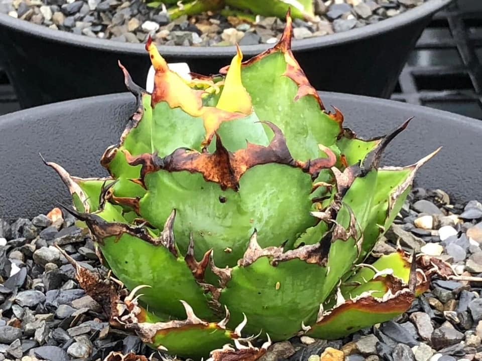 アガベ チタノタ 鬼之刃 アガベ チタノタ 鬼之刃 多肉植物 SAWAFARM【サワファーム】 通販