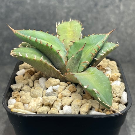 843【上澳園芸】アガベ チタノタ agave 姫巌龍錦 覆輪斑 姫厳龍