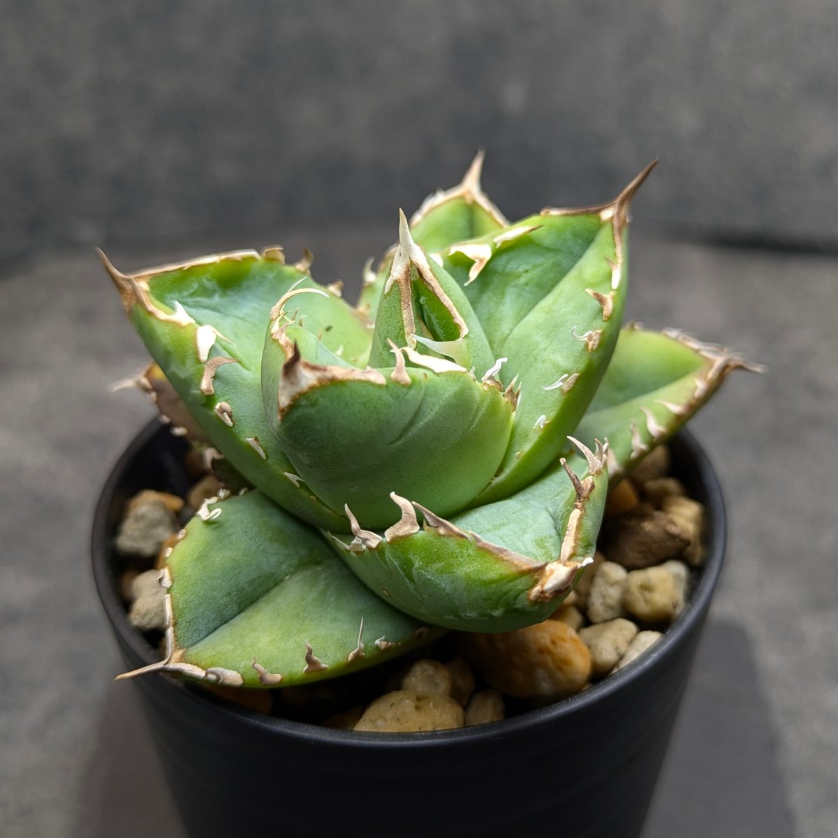 アガベ チタノタ 龍瞳