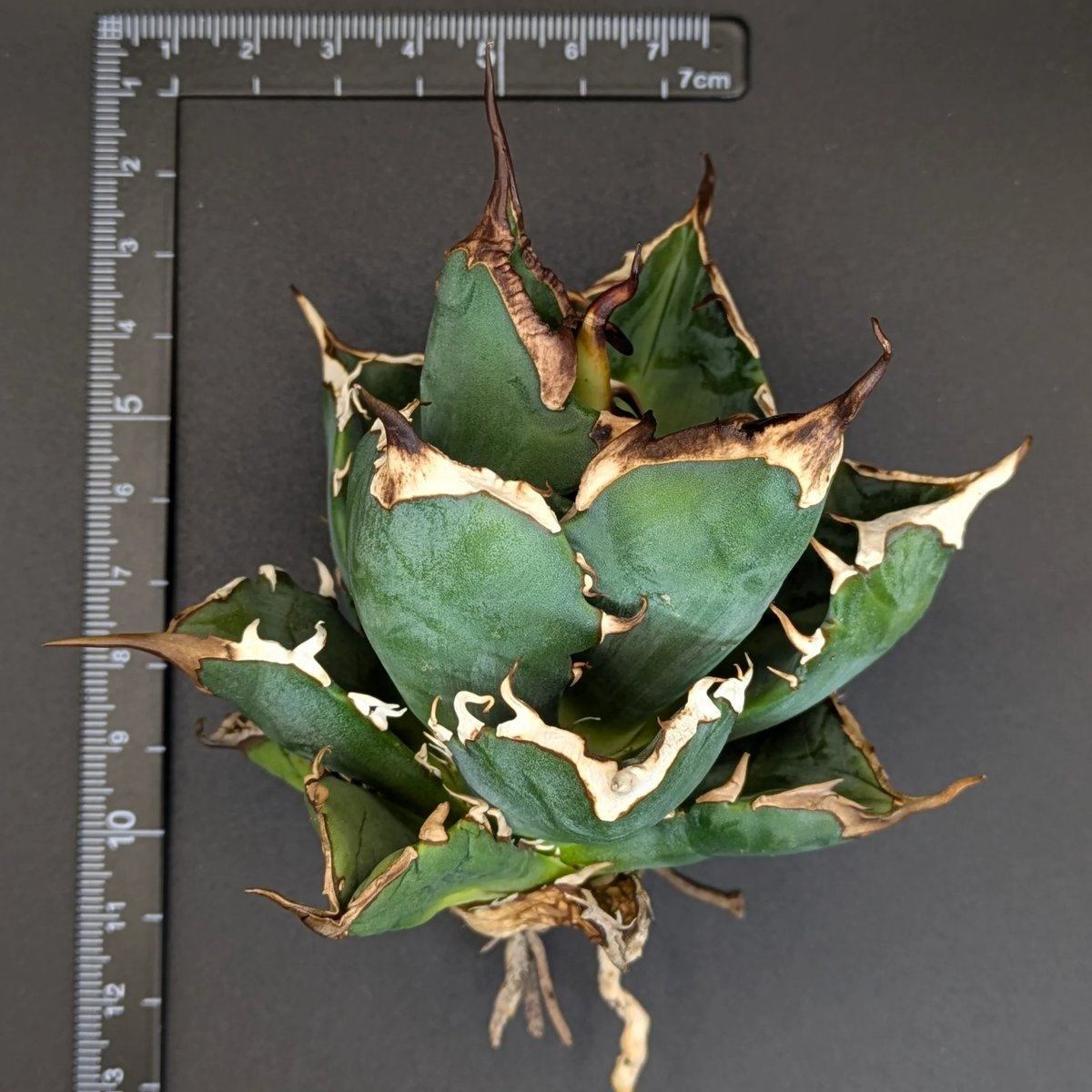チタノタ「鬼之刃」希少株 発根活着済 タグ・鉢付き発送 台湾産】アガベ チタノタ 鬼之刃 OC | SAWAFARM