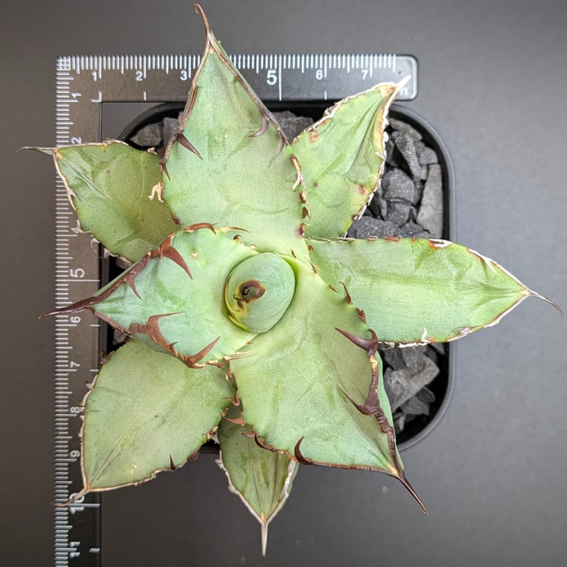 期間限定価格 アガベ チタノタ UFO ① 希少 台湾産 OC株 台湾産】アガベ チタノタ 鹽狗 OC | SAWAFARM