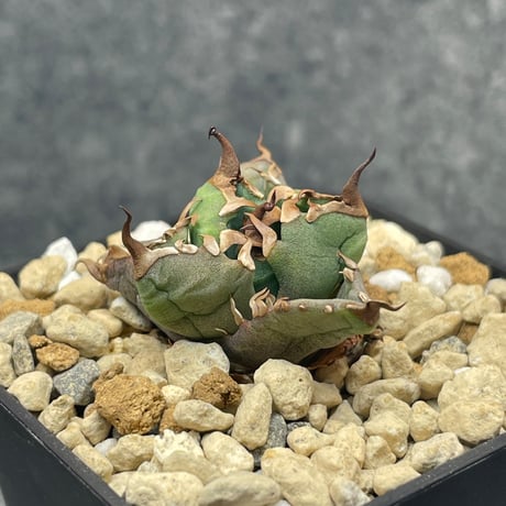 アガベチタノタ 姫厳竜 コンパクト VALIEM GHOST Lsize アガベ・チタノタ コンパクト姫厳竜（ボールタイプ）-016｜agave