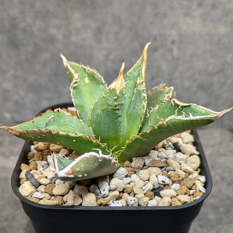 アガベ チタノタ 豆豆龍 TC | SAWAFARM