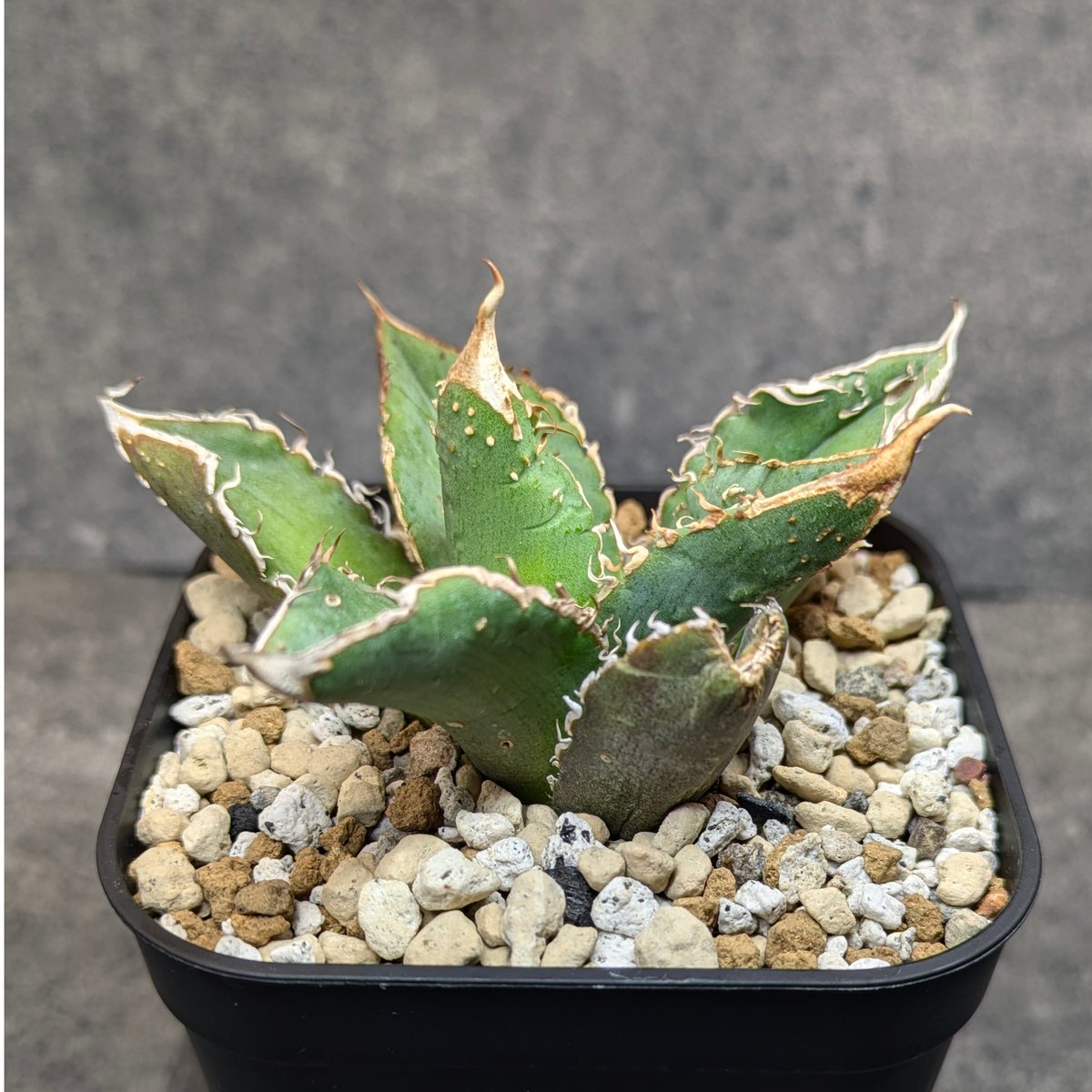 アガベ チタノタ 豆豆龍 TC | SAWAFARM