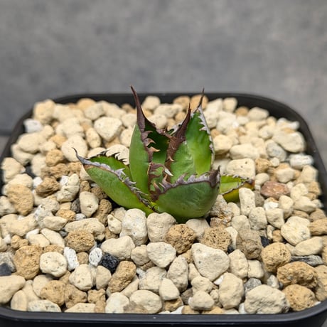 アガベホリダ | STORES