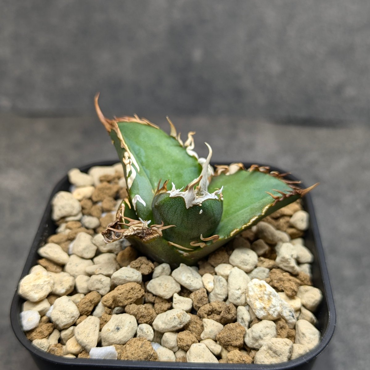 【極上最高級株】感謝祭！発根済み！大きめオリザバ②アガベ　OC株 極上最高級株】感謝祭！発根済み！大きめオリザバ①アガベ OC株 最