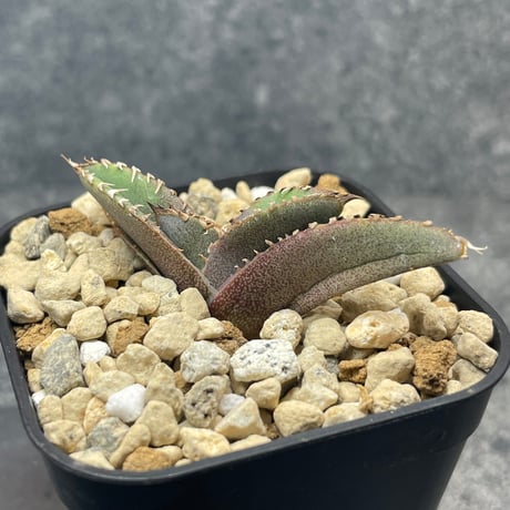 DJ plants 鰐亀 ずっと欲しかった鰐亀🐊🐢 すでにいい感じのブツブツ✨ またひとつ育成