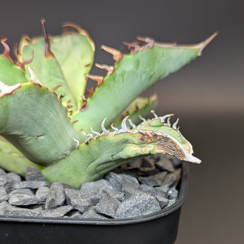 台湾産】アガベ チタノタ 鹽狗 OC | SAWAFARM