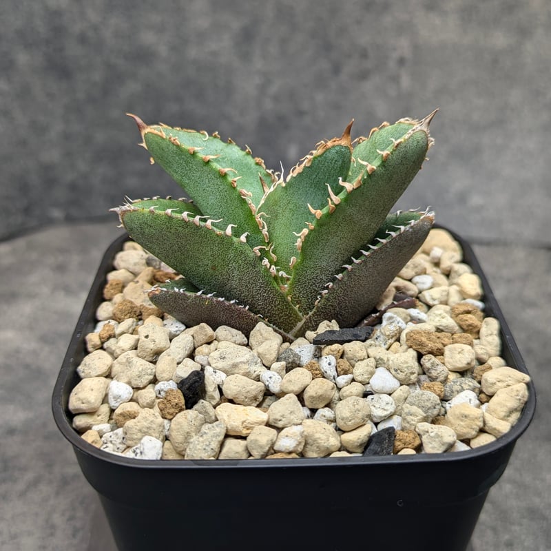 アガベ チタノタ 巨歯鯊 TC | SAWAFARM