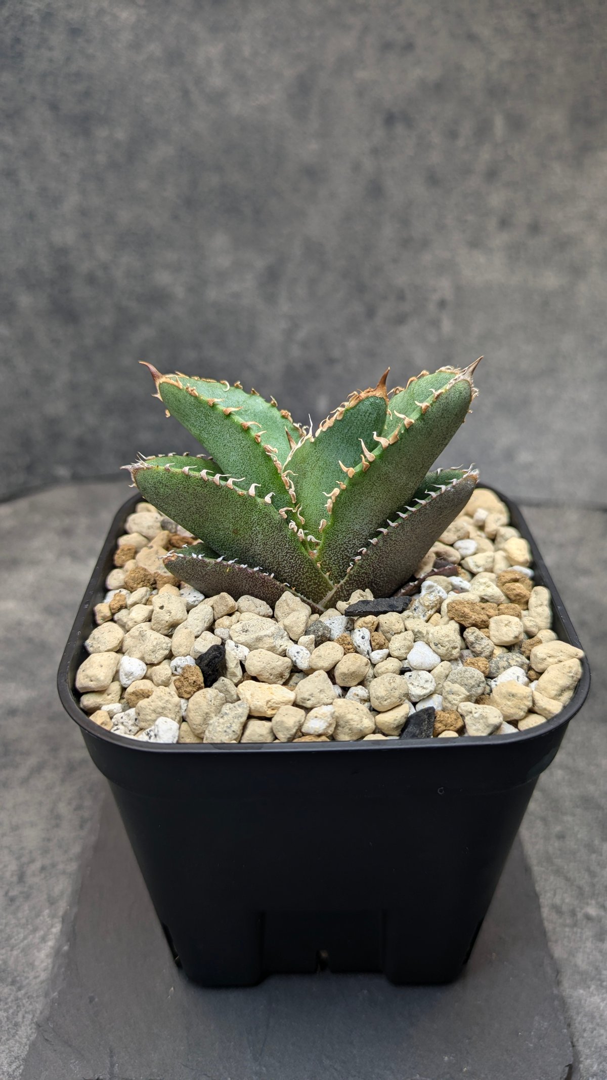 アガベ チタノタ 巨歯鯊 TC | SAWAFARM