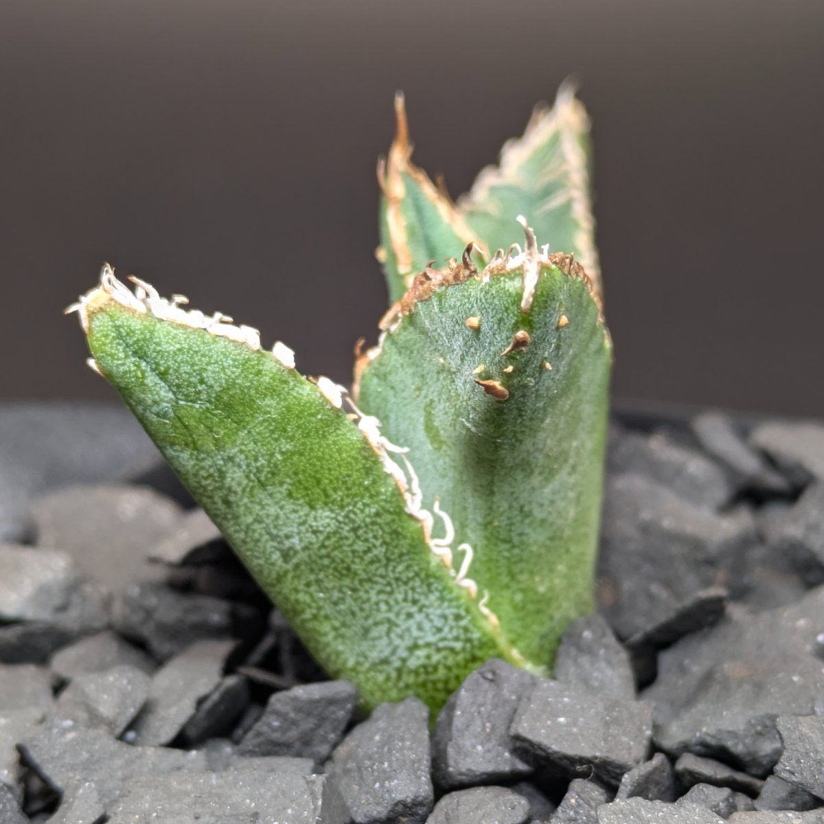 アガベ チタノタ 金蟾 TC | SAWAFARM