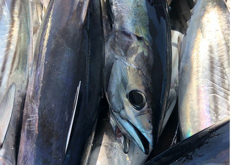 鮮魚セット 本マグロ赤身冊付き 20,000円パック