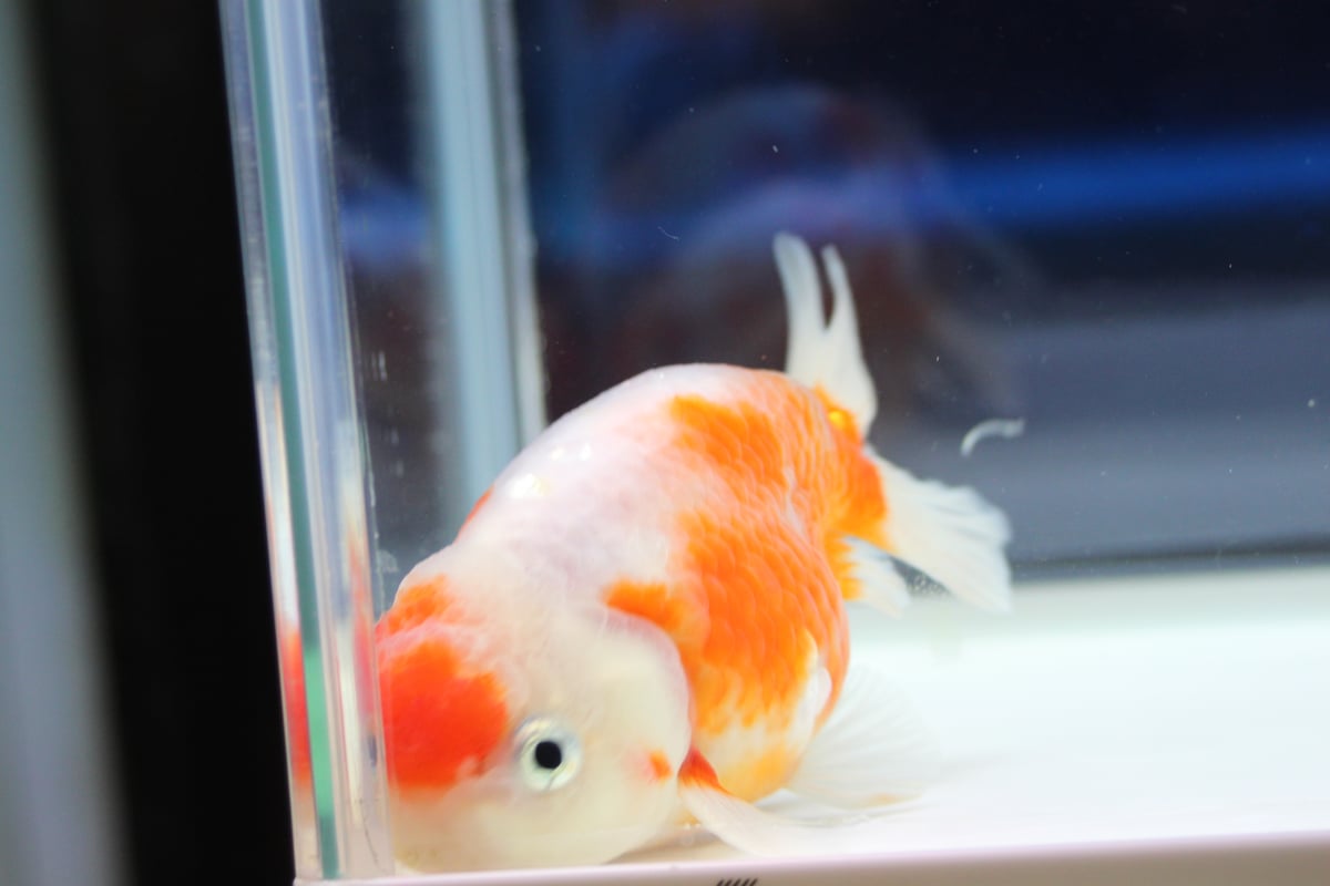 3歳桜錦 ±１２CM 加藤養魚場 | 金魚ショップ「あまてらす」