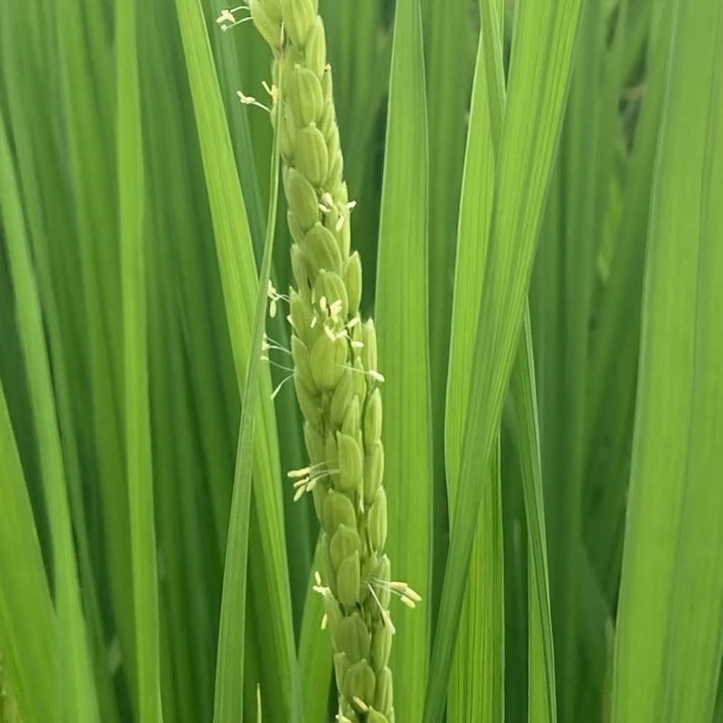 令和6年産】特別栽培米ヒノヒカリ玄米10kg | やまむら農園 令和6年産】特別栽培米ヒノヒカリ玄米10kg | やまむら農園